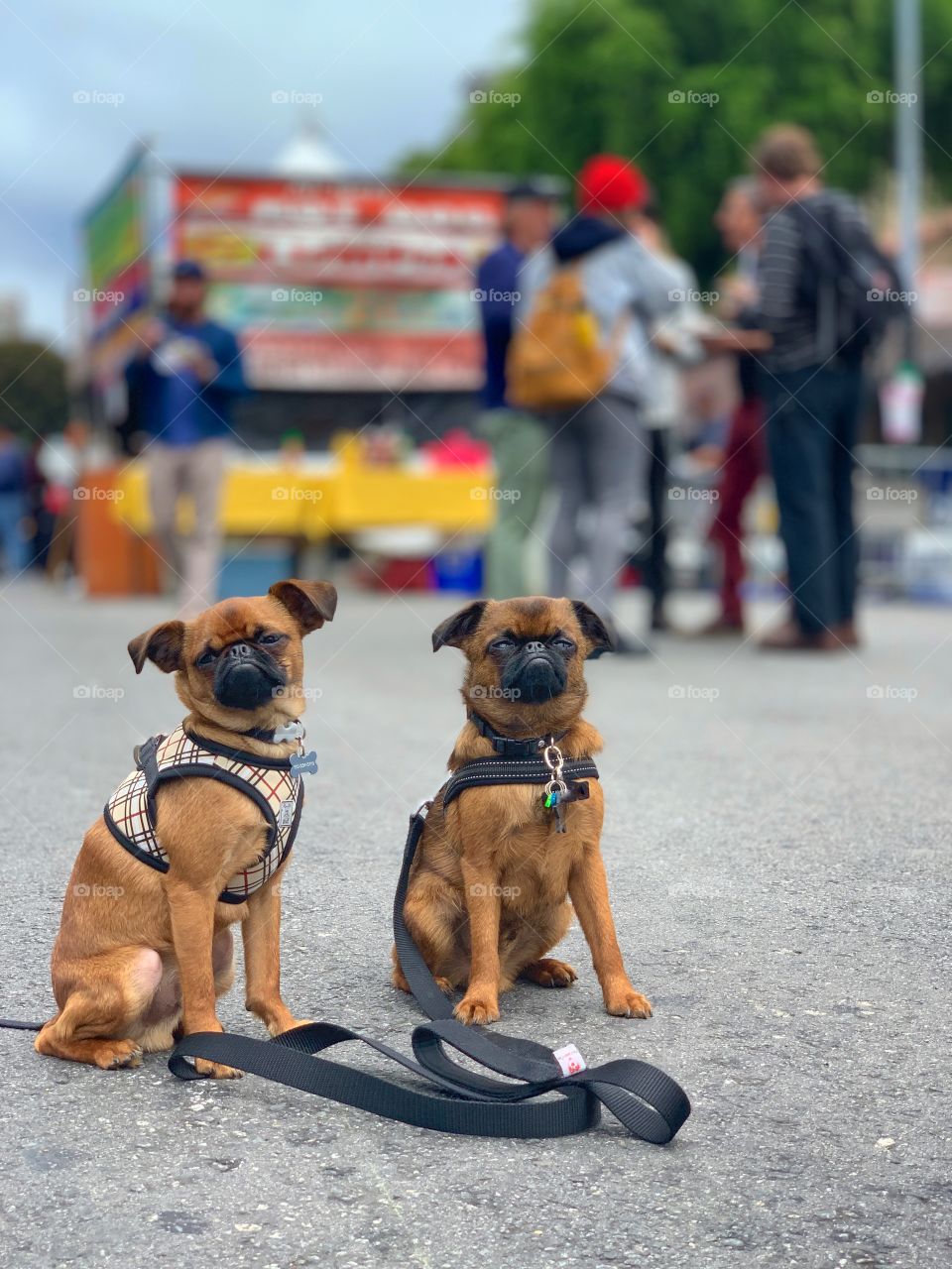 Two Brussels griffons at a street fair in San Francisco 