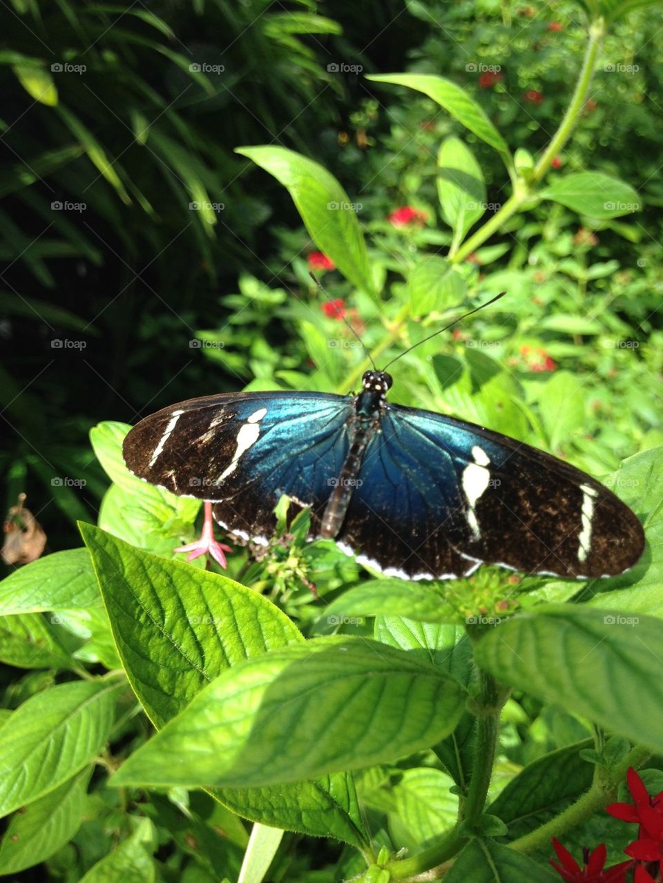 High angle view of butterfly