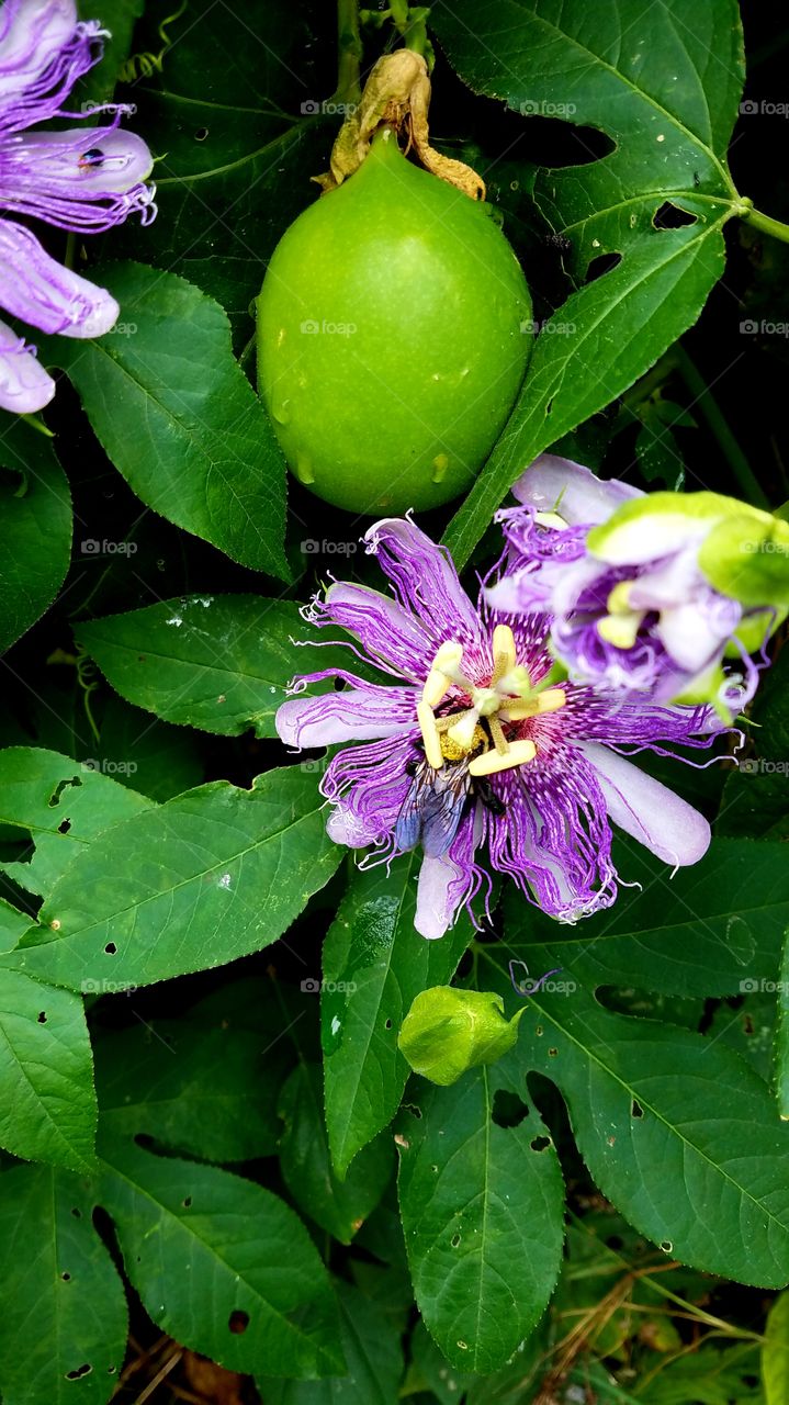 purple passion flower with green fruit