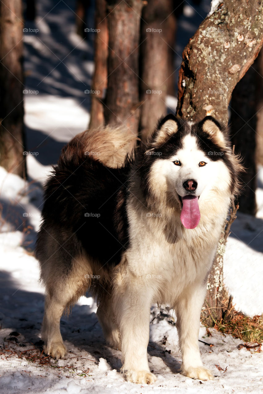 Beautiful malamute dog in winter forest