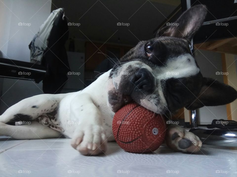 Frenchie playing