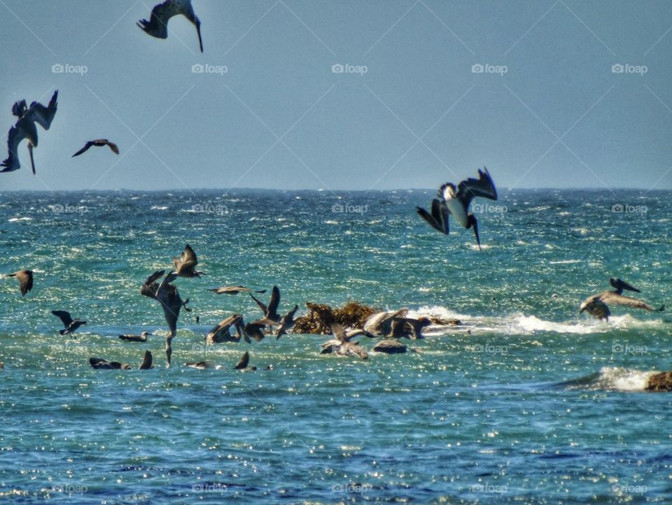Pelicans Diving Into The Sea. Flock Of Seabirds In Feeding Frenzy
