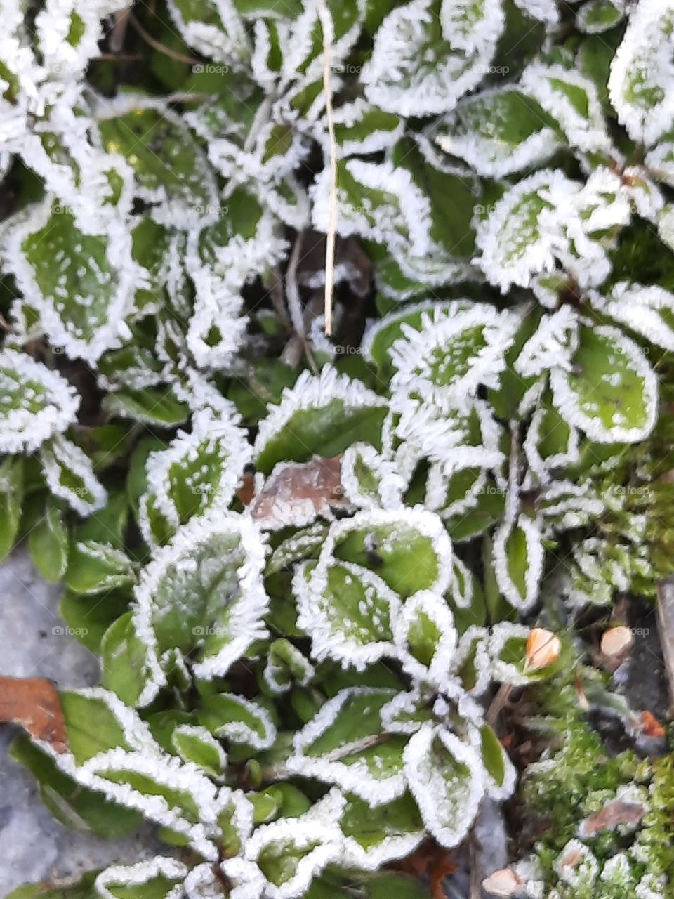 small green leaves rimmed by white frost crystals