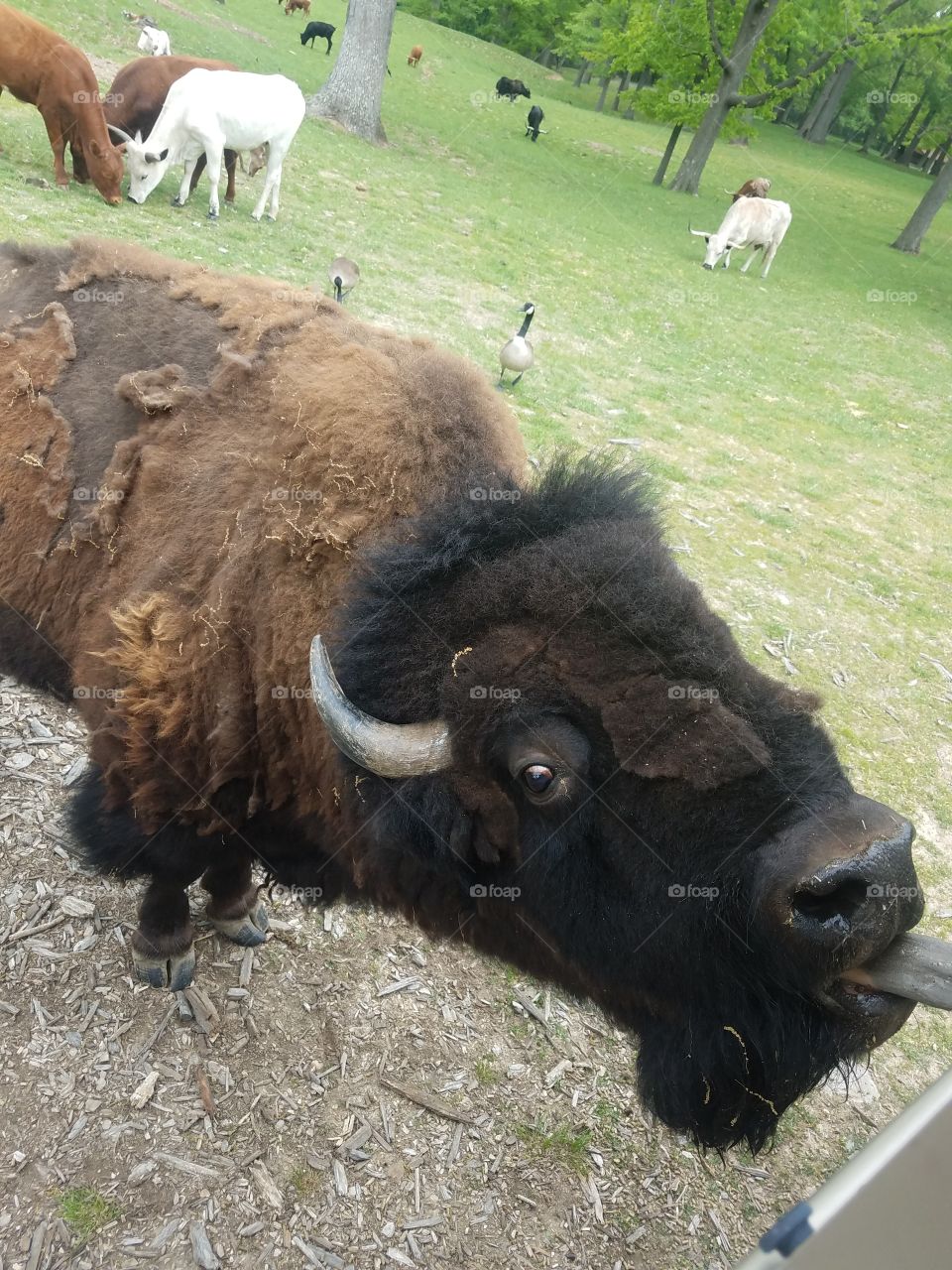 hungry bison