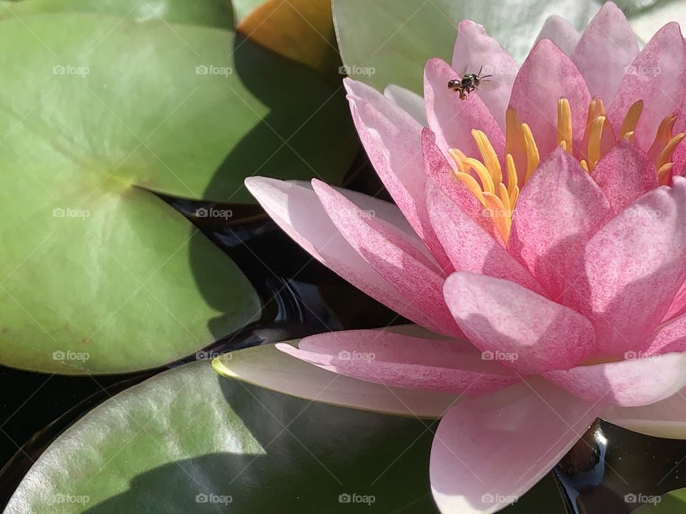 The stories of the nature, Countryside (Thailand)