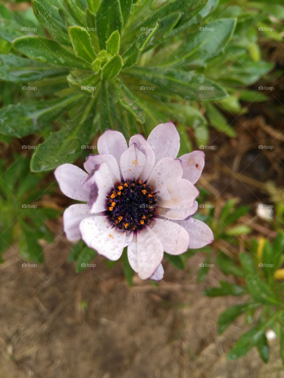 This rose will make you enchanted with her beauty Yes is spring