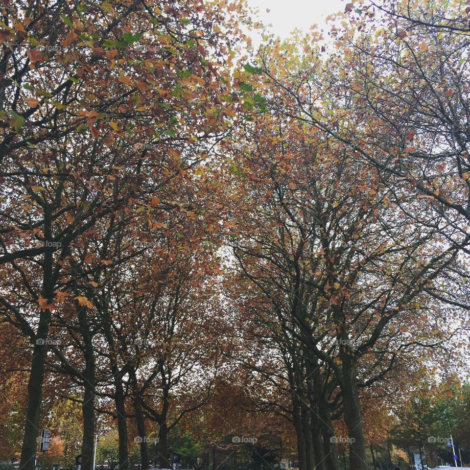 Autumn in Nijmegen