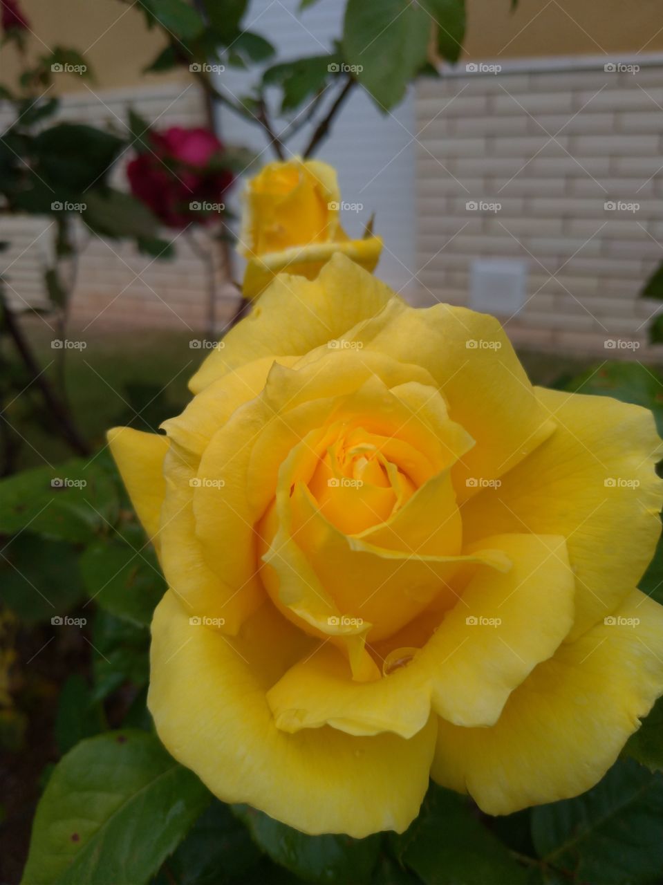 Una rosa amarilla en el jardín
