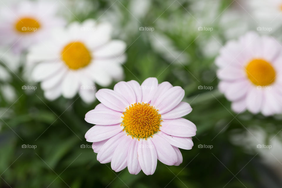 Closeup of light pink and white daisy flower plant 