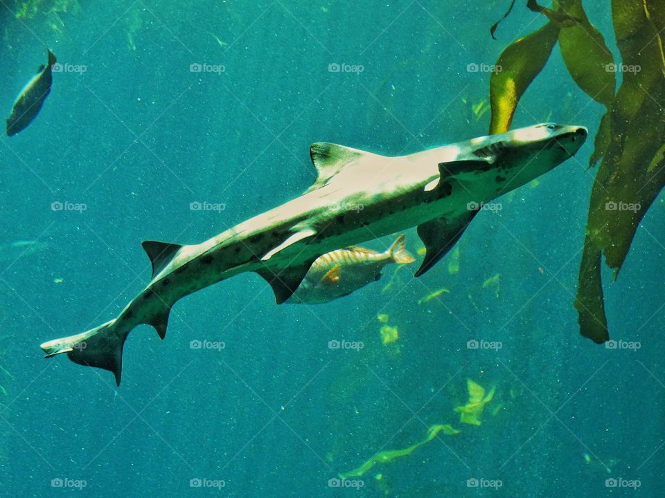 Shark In Pacific Kelp Forest
