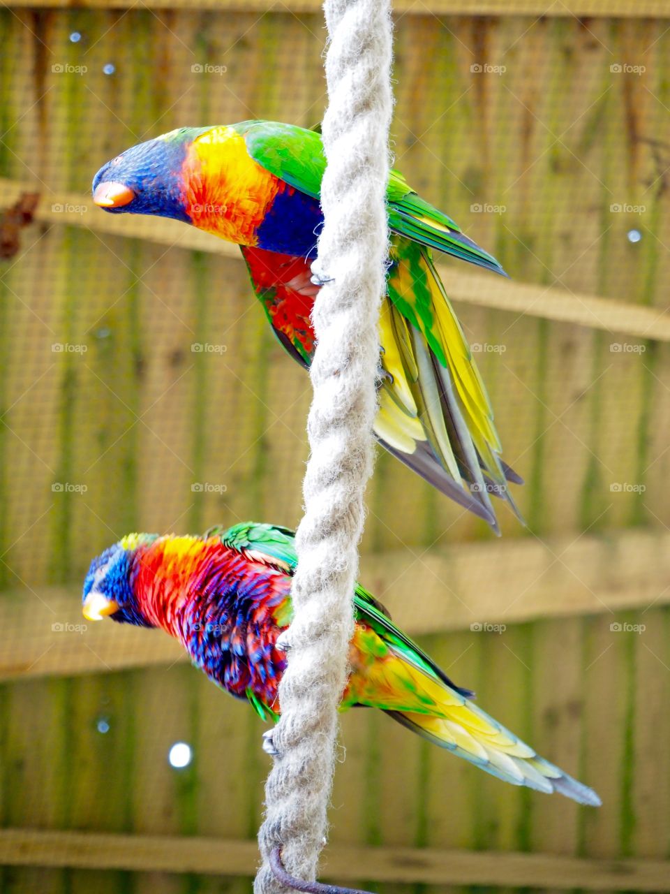 Two parakeets on a rope 
