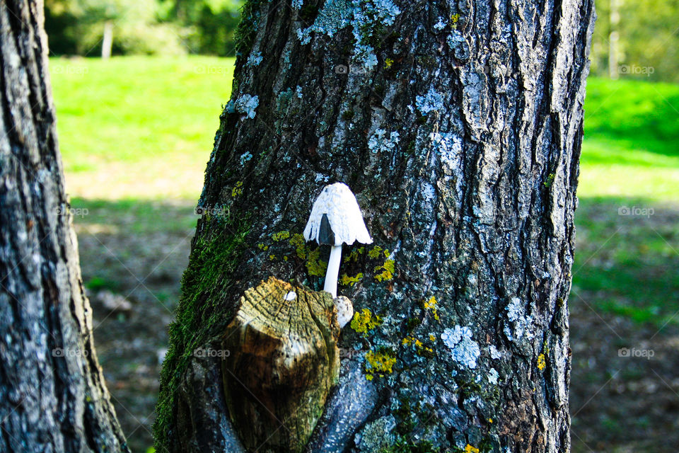 mushroom, moss, tree