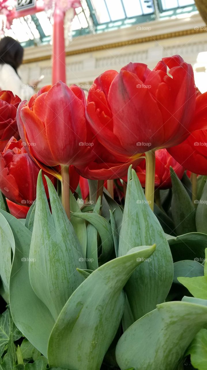 Red tulips