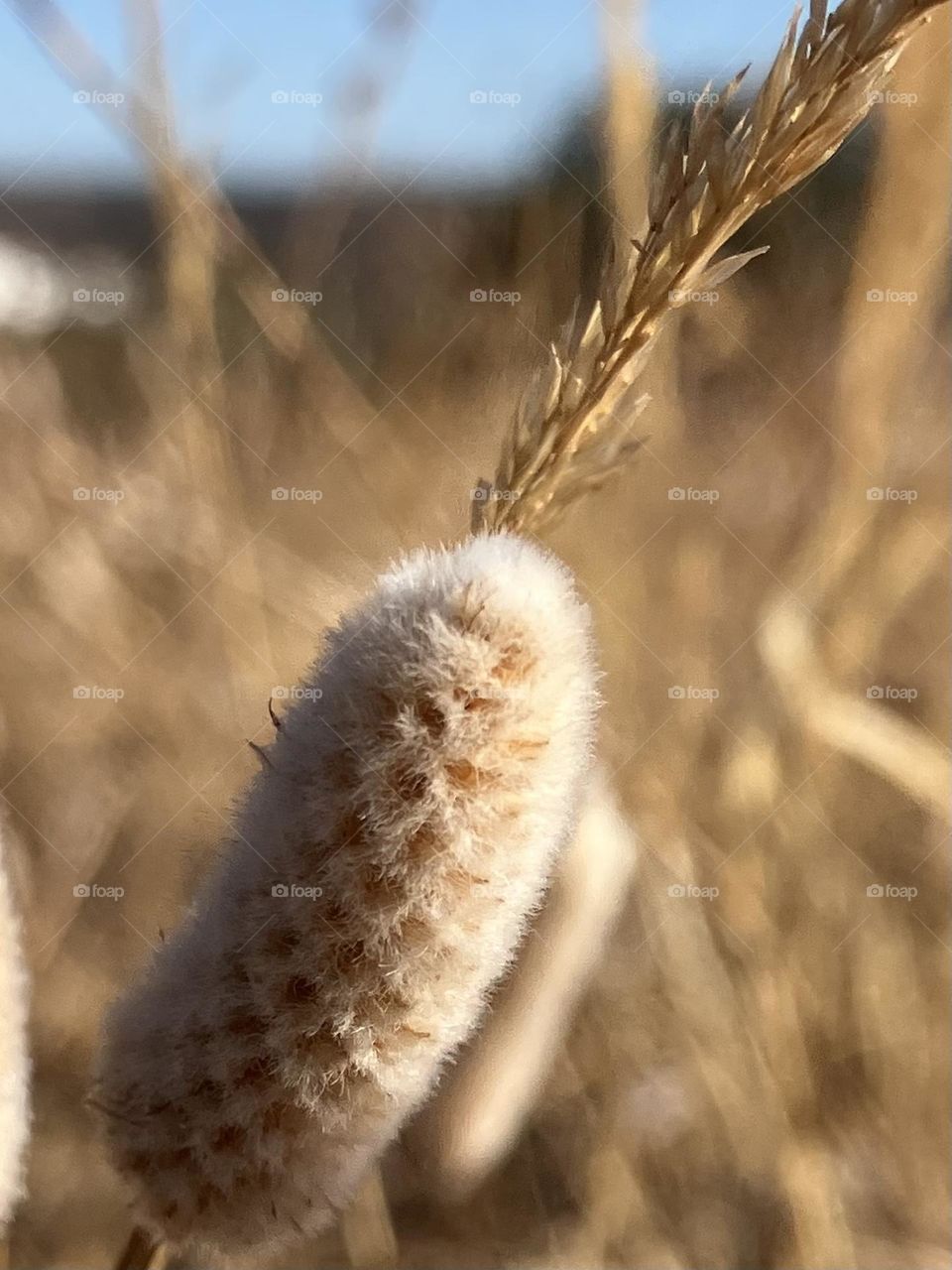 End of summer in meadow