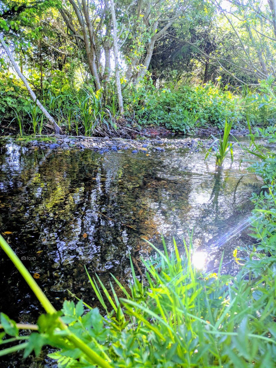 Shimmering stream in Oregon's lush green spring foliage.