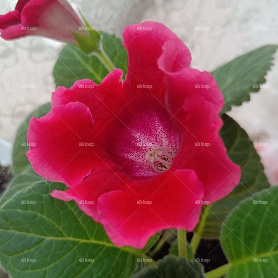 Very beautiful gloxinia
