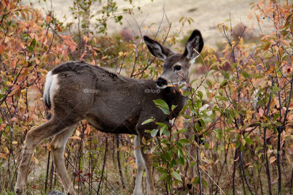 Mule deer yearling 