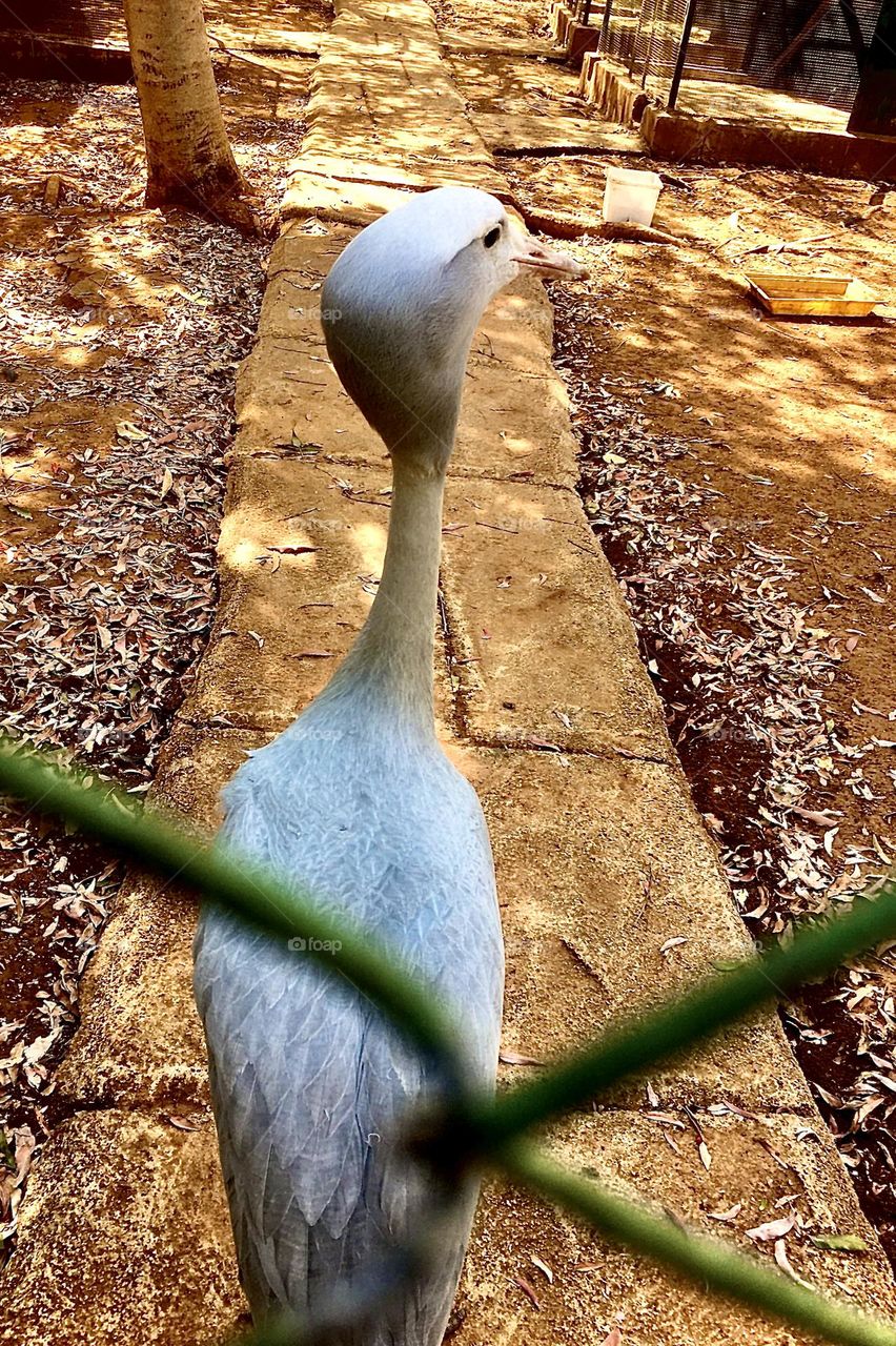 The African blue crane