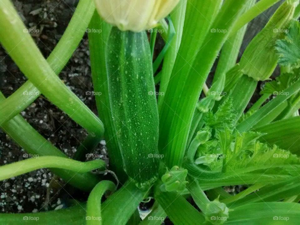 zucchini baby