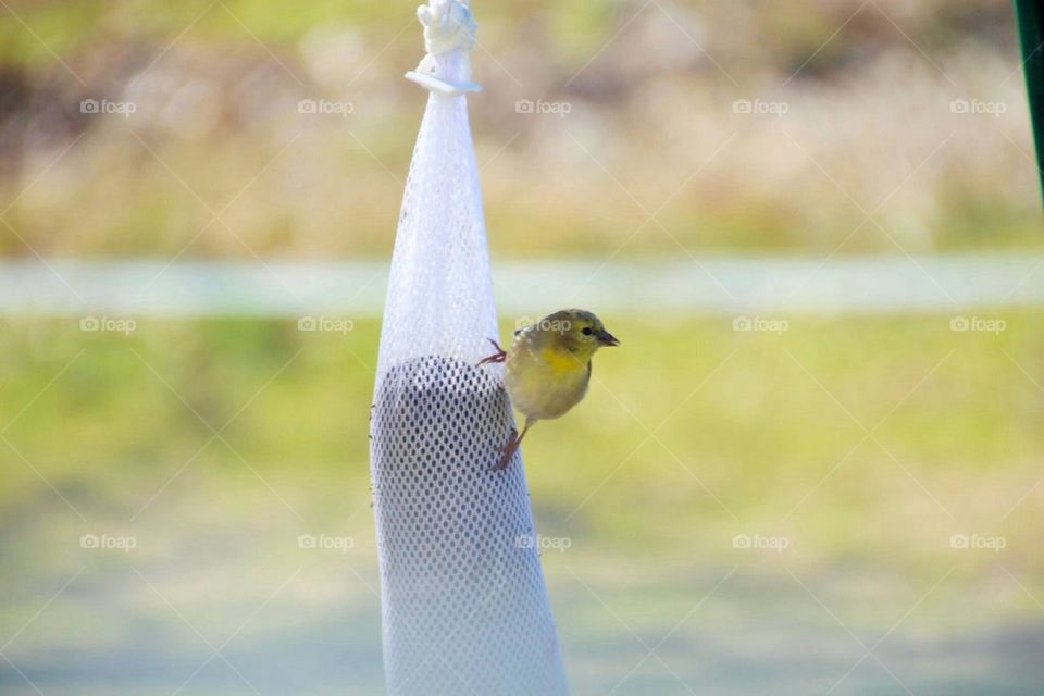 goldfinch