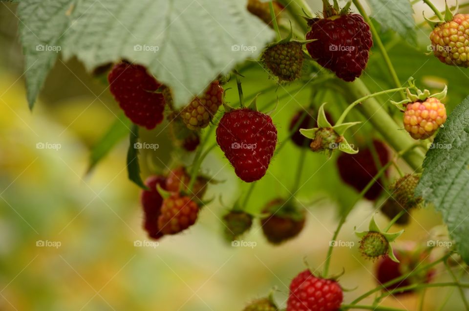 raspberries