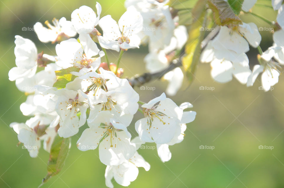 Cherry blossom