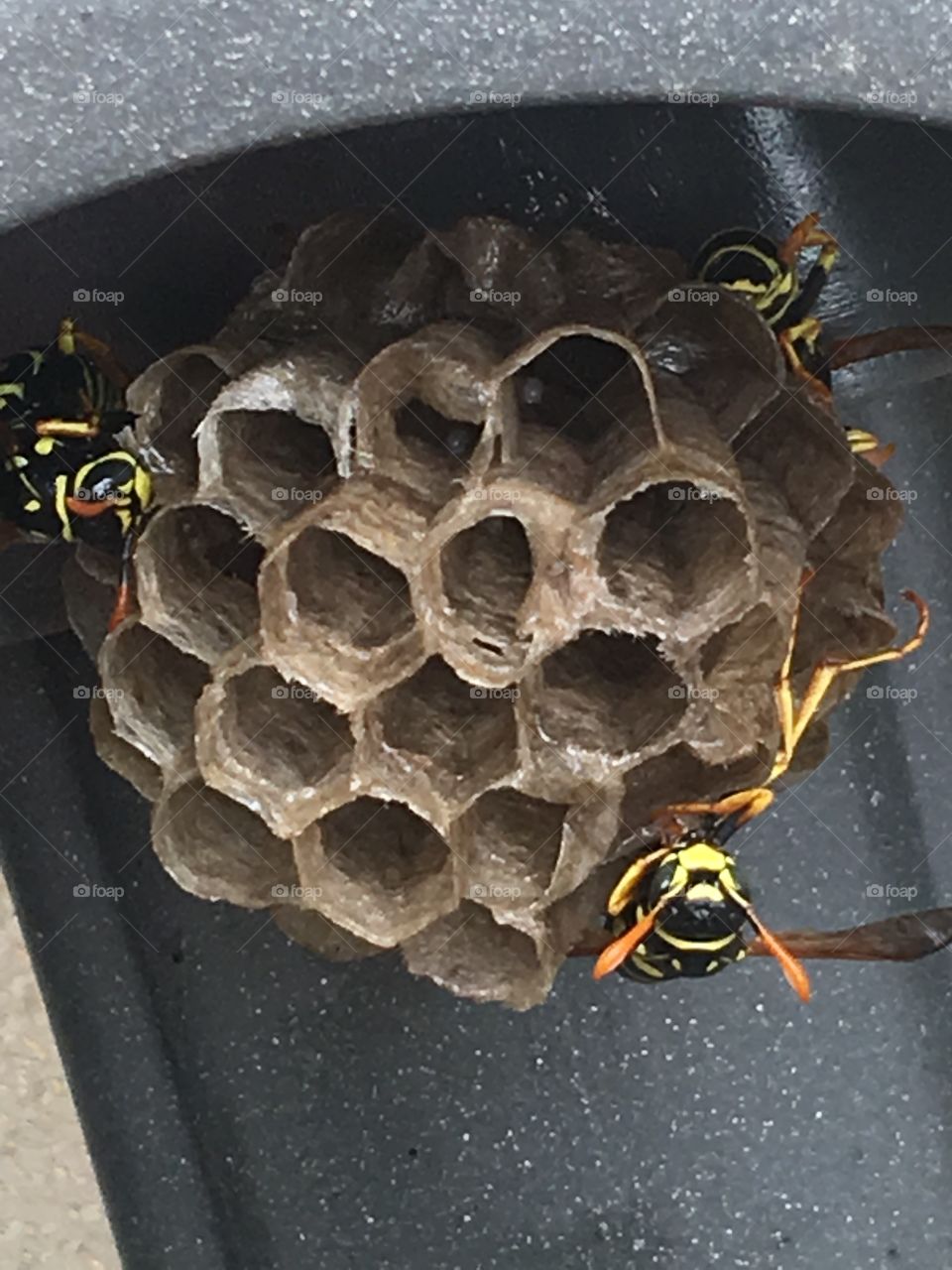 A bee family made a new home 