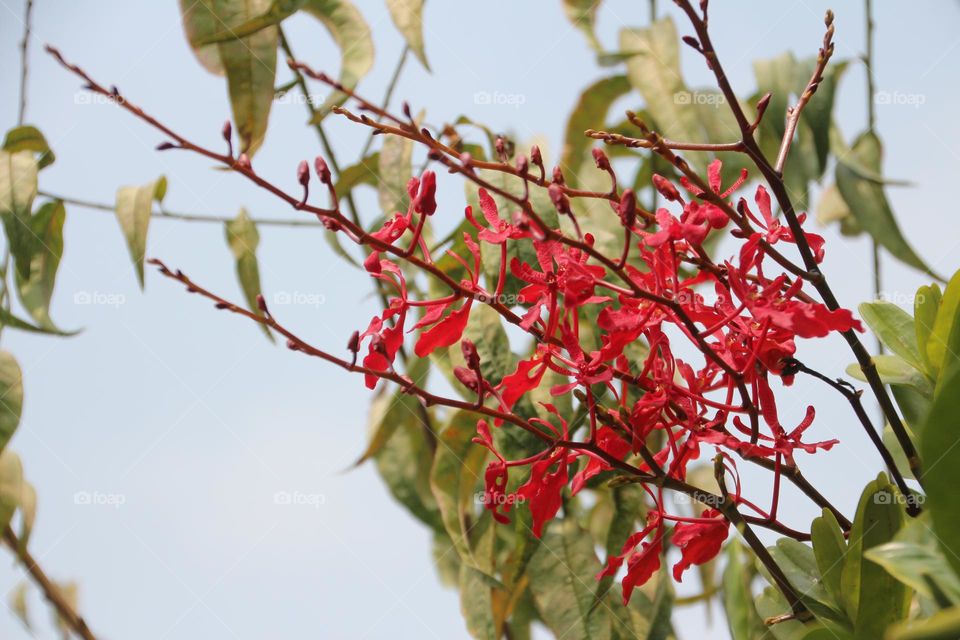 What kind of plant!! It is full of fiery red flowers