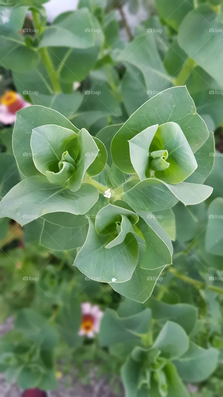 flower