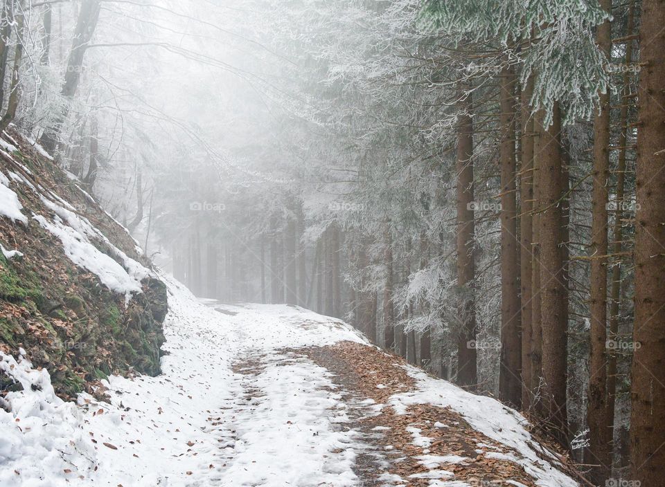 Landscape photo of forest or woods in nature in mountains during winter season and snow 