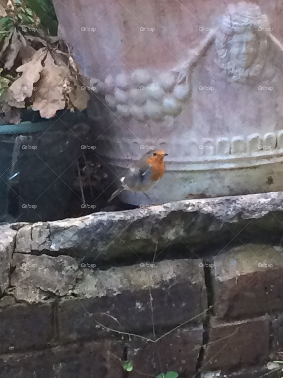 Robin helping with the gardening, Chertsey, Surrey, England.