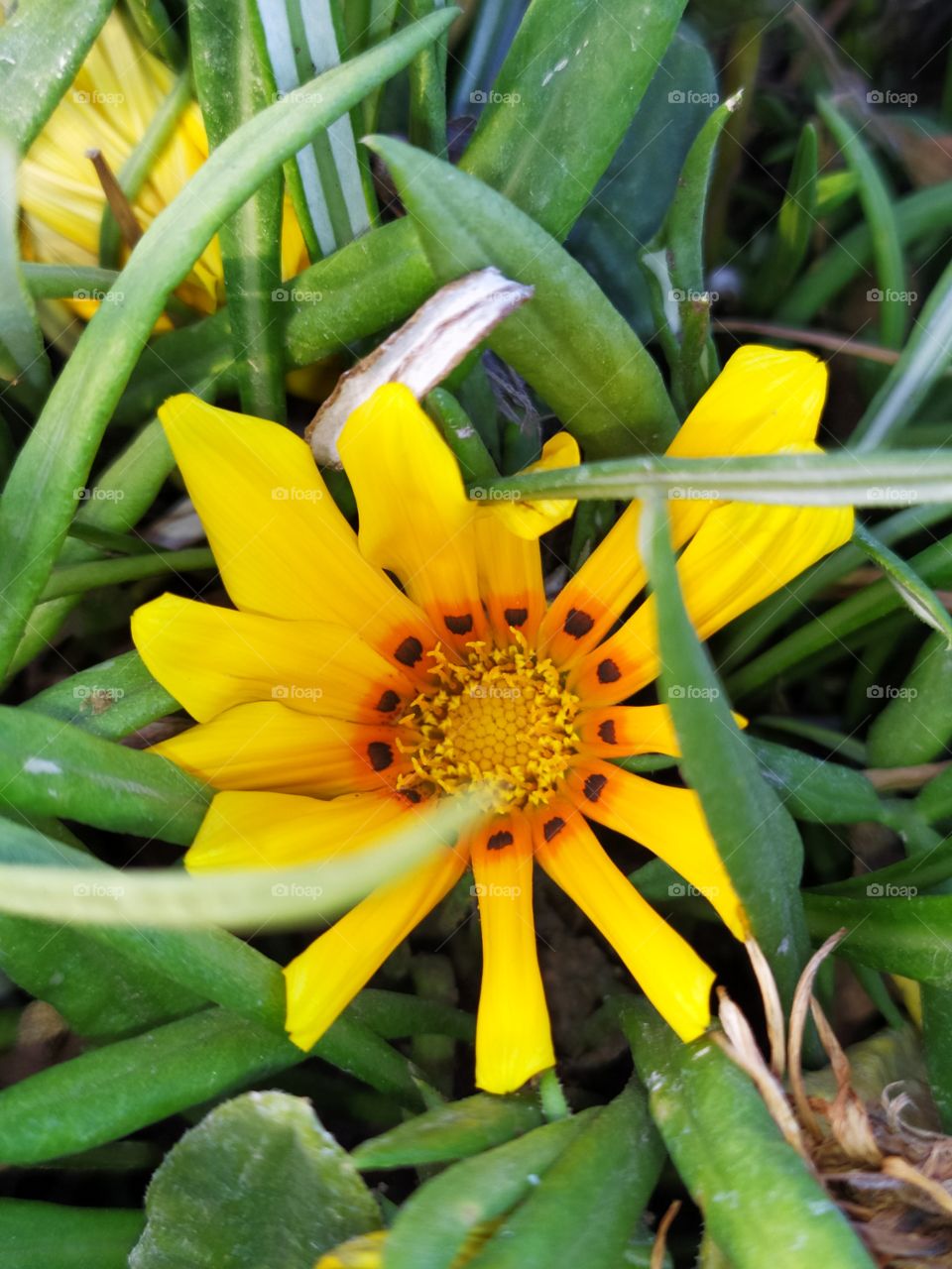 a yellow flower 🌻 click the best photography nature can be seen easily here 
best for nature related purposes