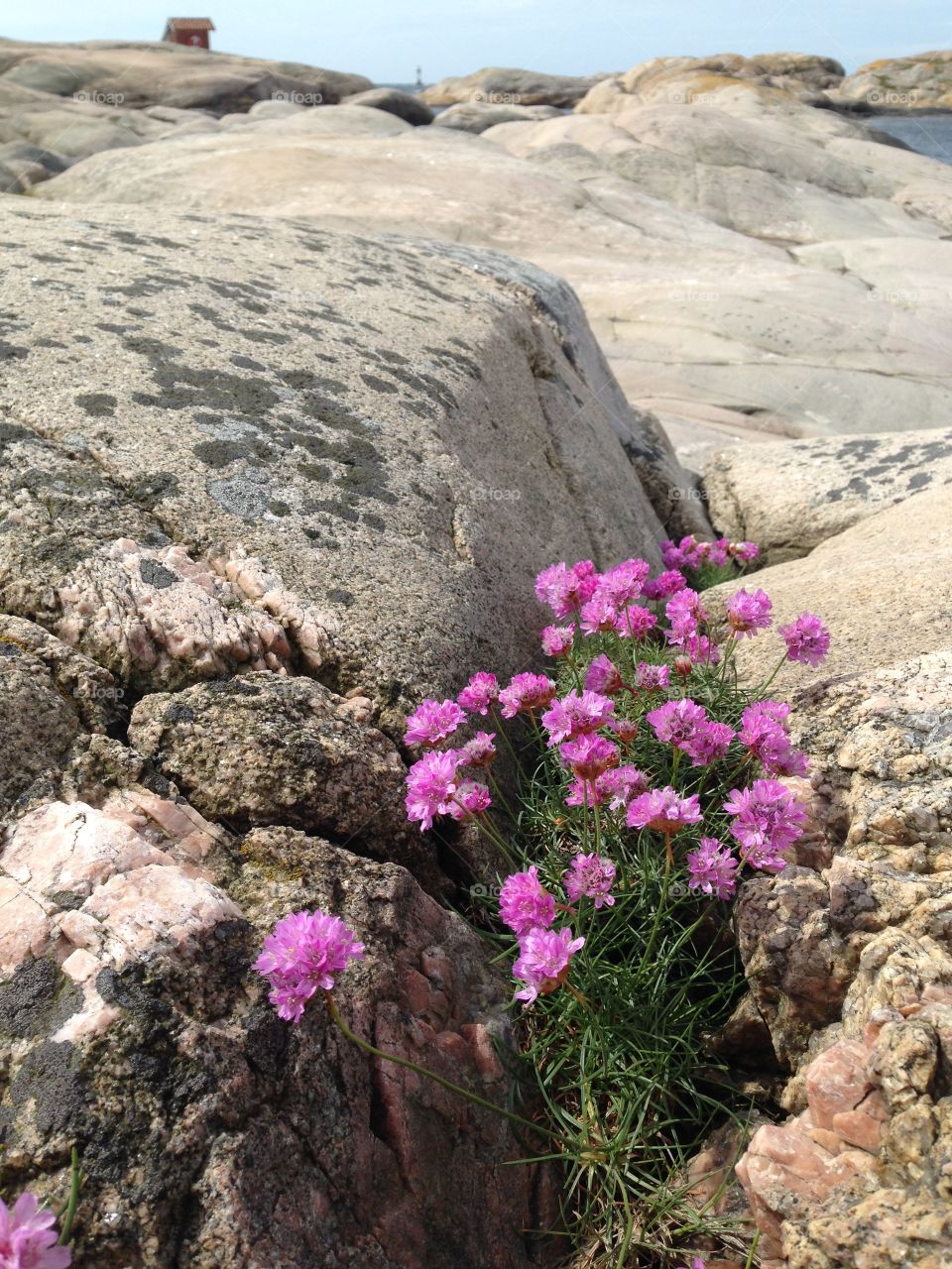 Flowering plants growing on rocks