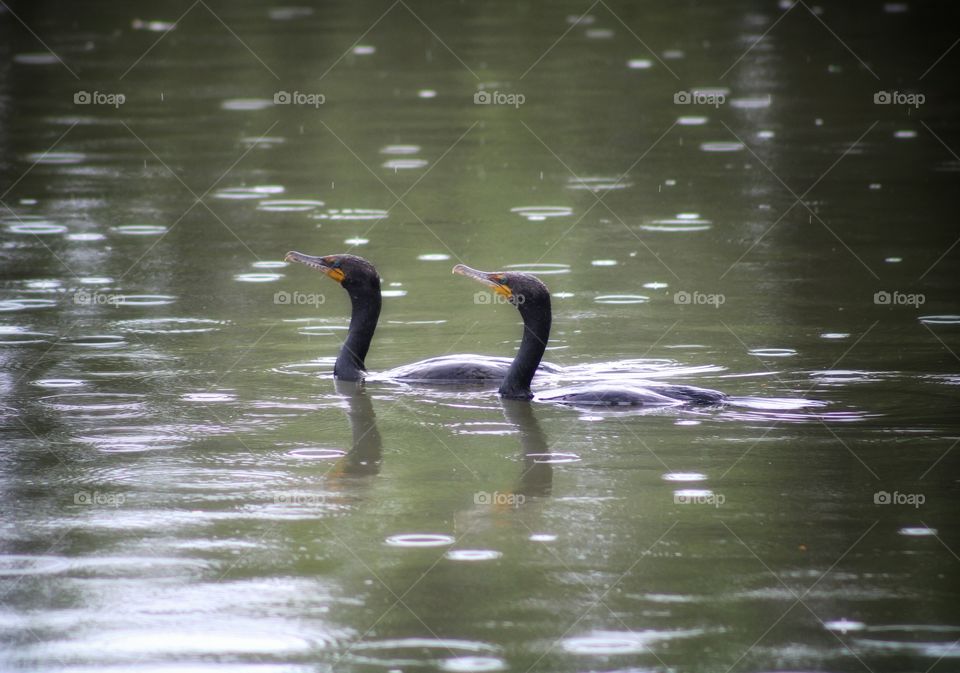 black cormorant couple swimming harmoniously on the lake with the rain