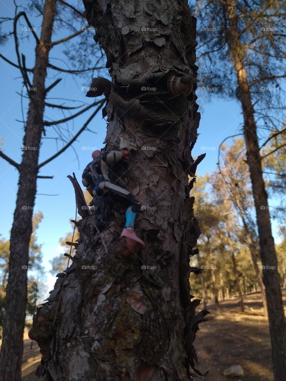 Tree and toy