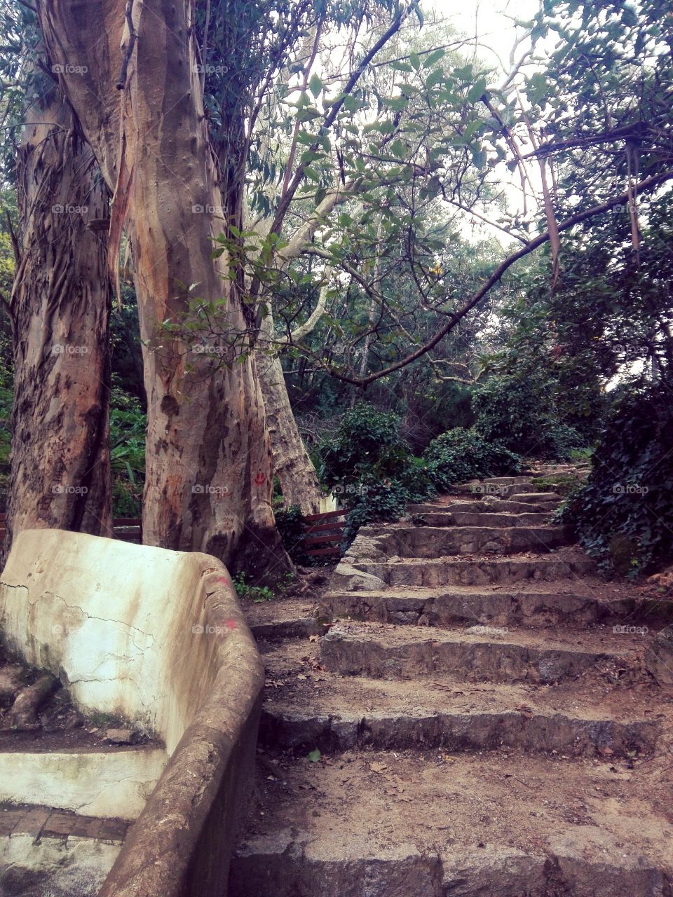 old steps, trees, park