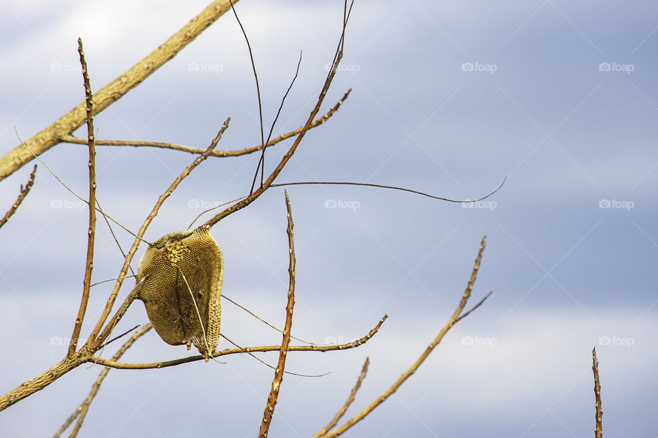 Honeycomb on the dry tree and sky.