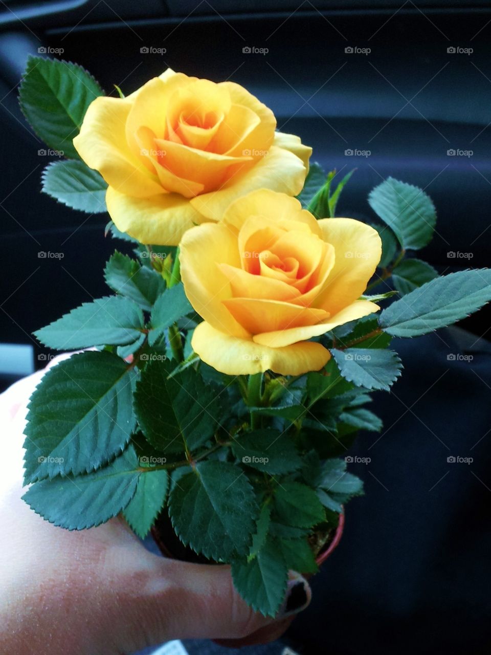 small yellow roses