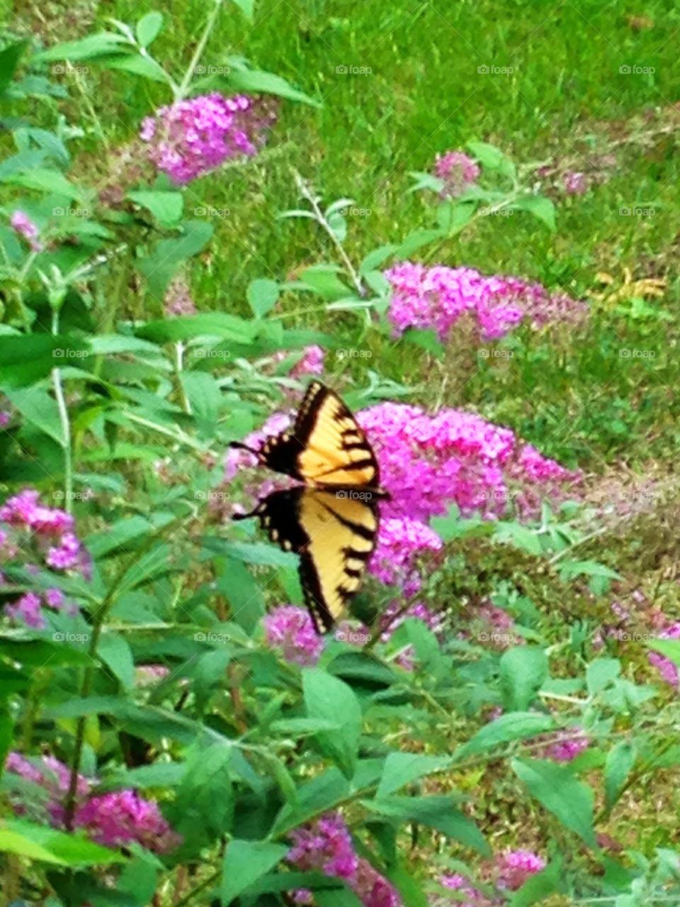 Butterfly on purple flower