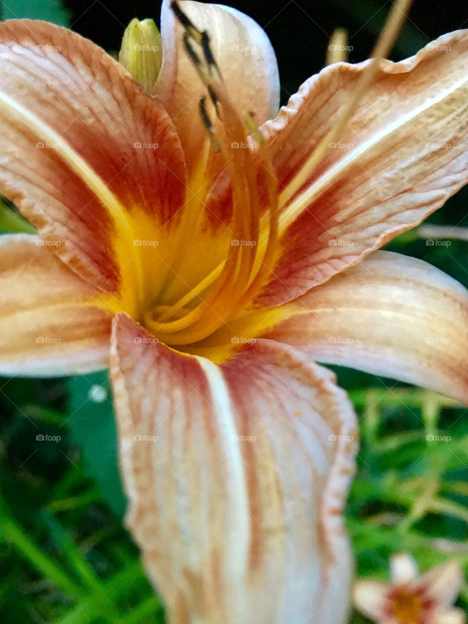 Orange Tiger Lilly 