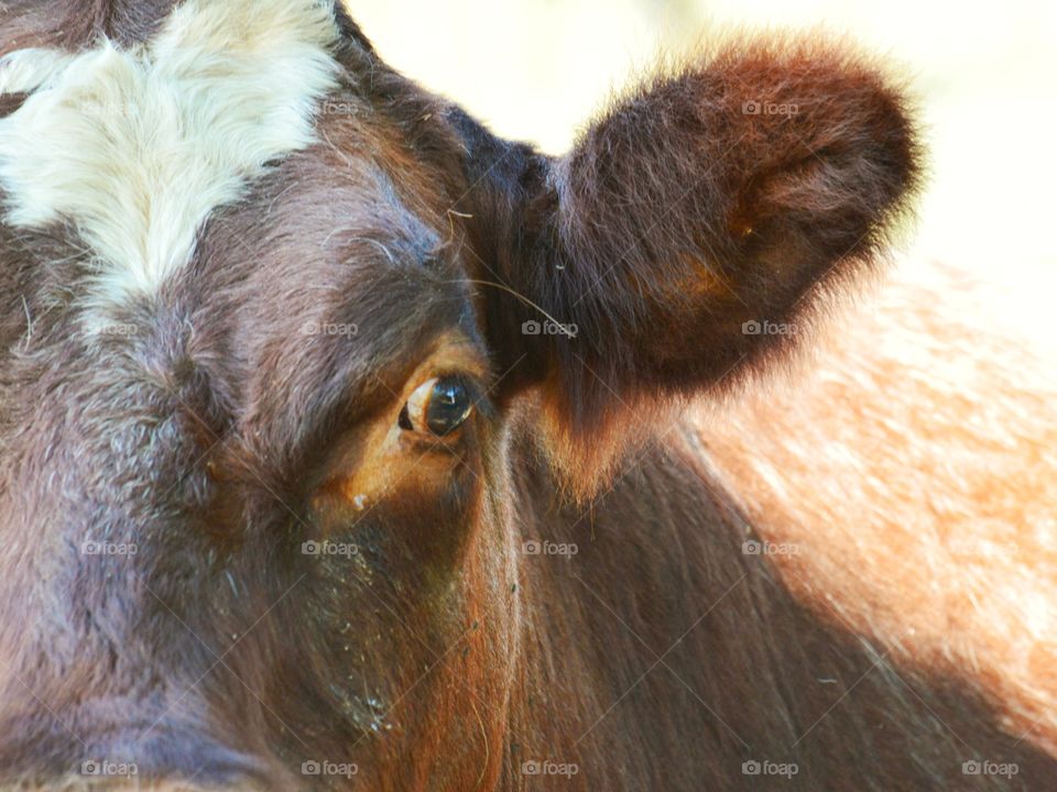 Shorthorn cow face. 