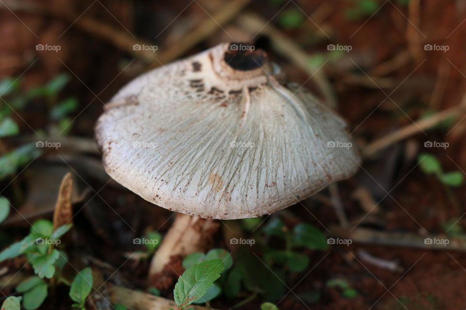 Close up of wild mushroom