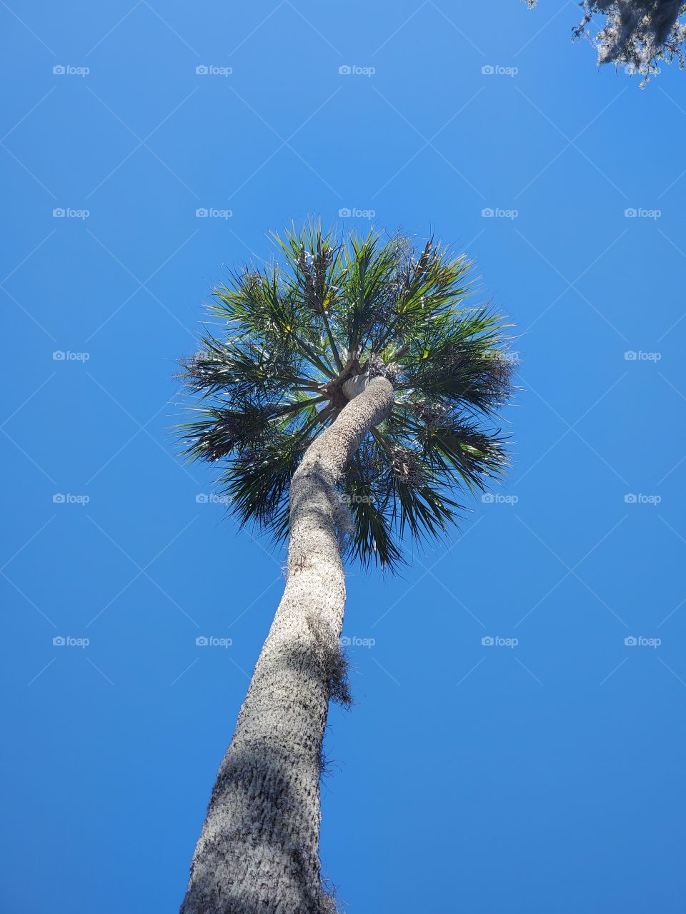 Palm tree