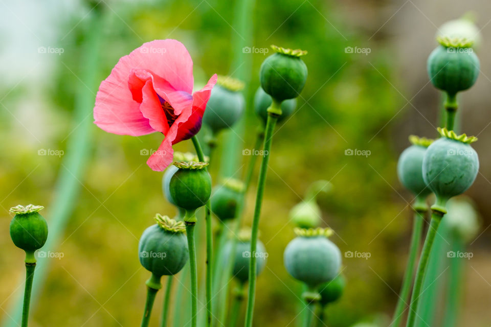 the fruit of the opium poppy, scientific name: papaver somniferum