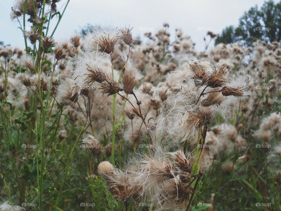 wildflowers