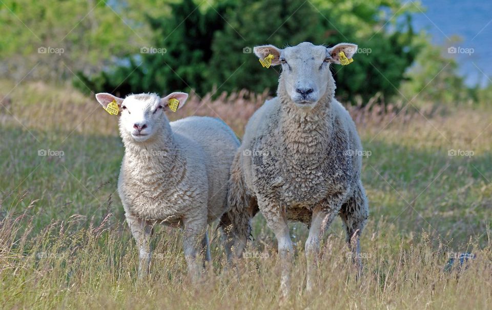 Portrait of a tagged sheep
