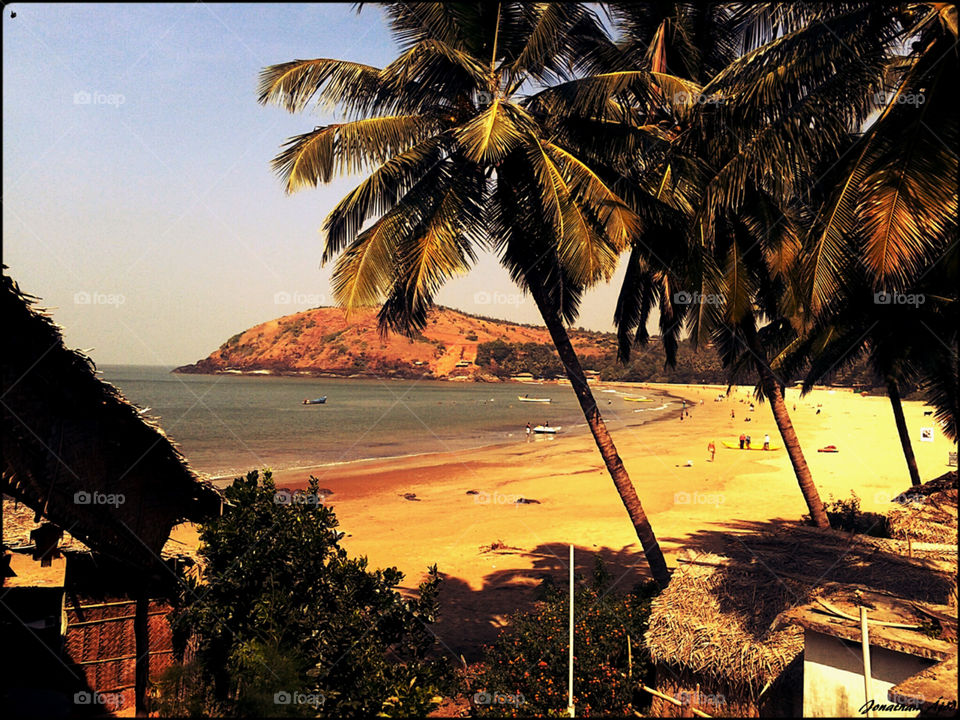 Beach, Palm, Seashore, Tropical, Ocean