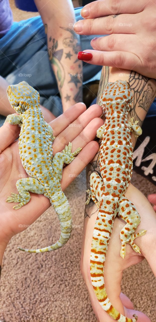 Colors of the Gecko Gecko
