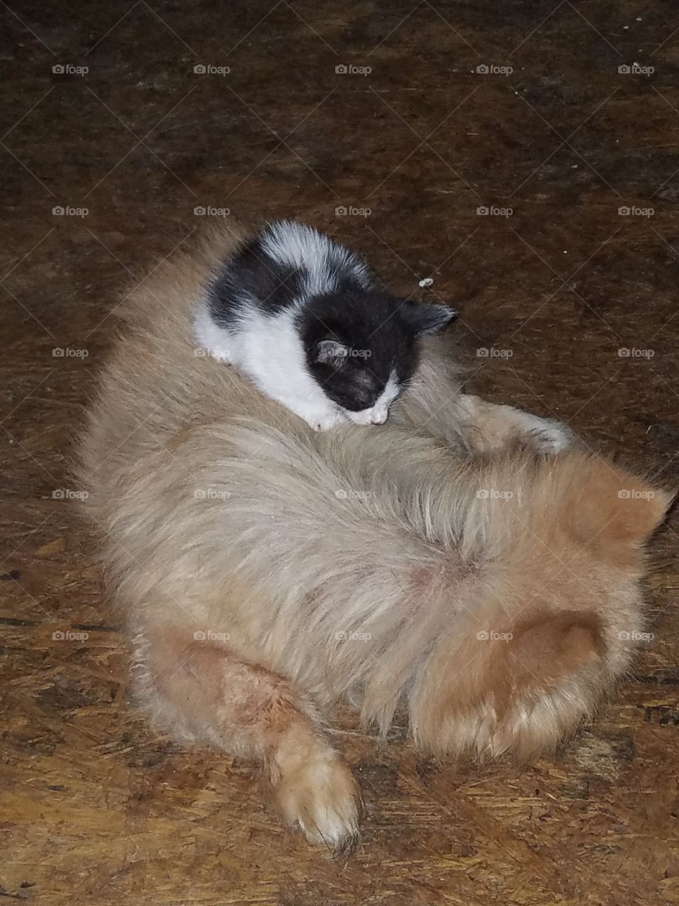 17 year old Chihuahua Pomeranian  and 5 week old kitten !