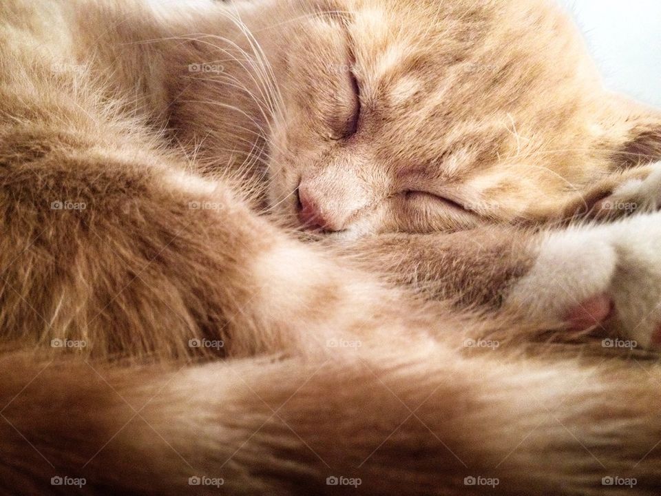 Young cat sleeping, close up shot